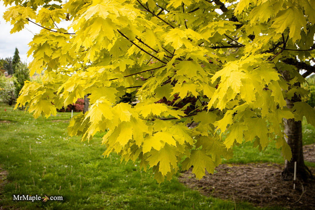 Acer platanoides 'Princeton Gold' Golden Norway Maple