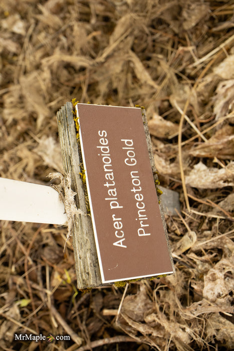 Acer platanoides 'Princeton Gold' Golden Norway Maple