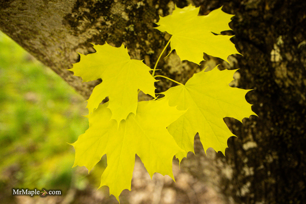 Acer platanoides 'Princeton Gold' Golden Norway Maple