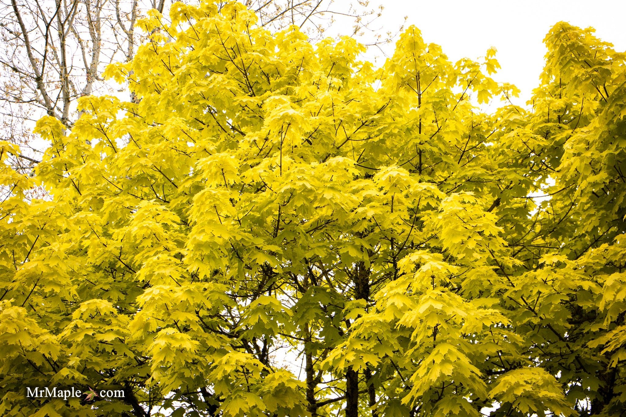 Buy Acer platanoides 'Princeton Gold' Golden Norway Maple — Mr Maple ...