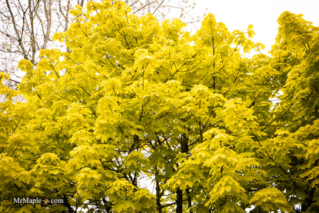 Acer platanoides 'Princeton Gold' Golden Norway Maple