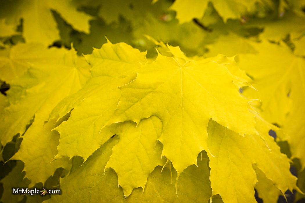 Acer platanoides 'Princeton Gold' Golden Norway Maple