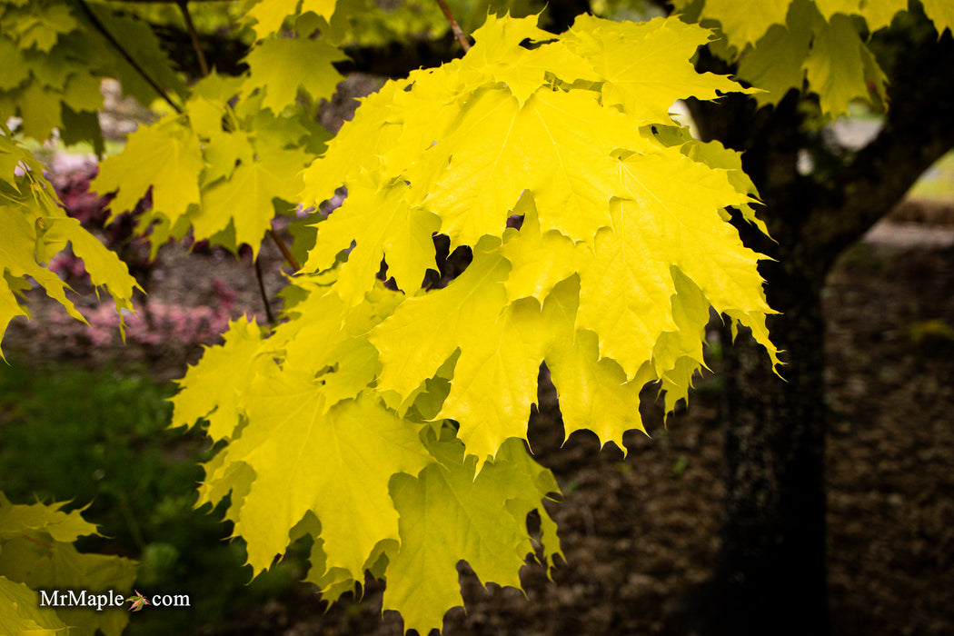 Acer platanoides 'Princeton Gold' Golden Norway Maple