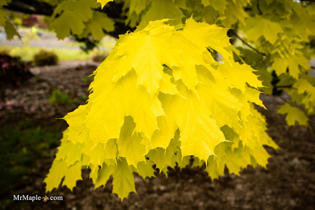 Acer platanoides 'Princeton Gold' Golden Norway Maple