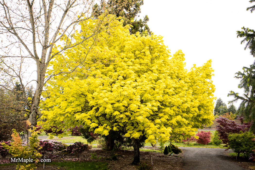 Acer platanoides 'Princeton Gold' Golden Norway Maple