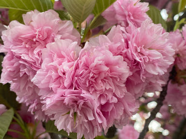 - Prunus cerasifera 'Pendula' Weeping Cherry Plum Tree - Mr Maple │ Buy Japanese Maple Trees