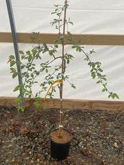 - Prunus cerasifera 'Pendula' Weeping Cherry Plum Tree - Mr Maple │ Buy Japanese Maple Trees