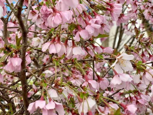 - Prunus incisa 'Kojo no mai' Twisting Fuji Cherry Tree - Mr Maple │ Buy Japanese Maple Trees