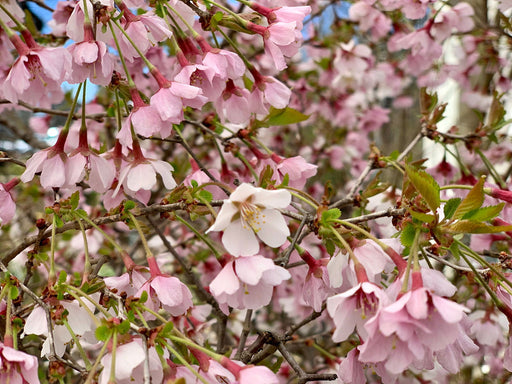 - Prunus incisa 'Kojo no mai' Twisting Fuji Cherry Tree - Mr Maple │ Buy Japanese Maple Trees