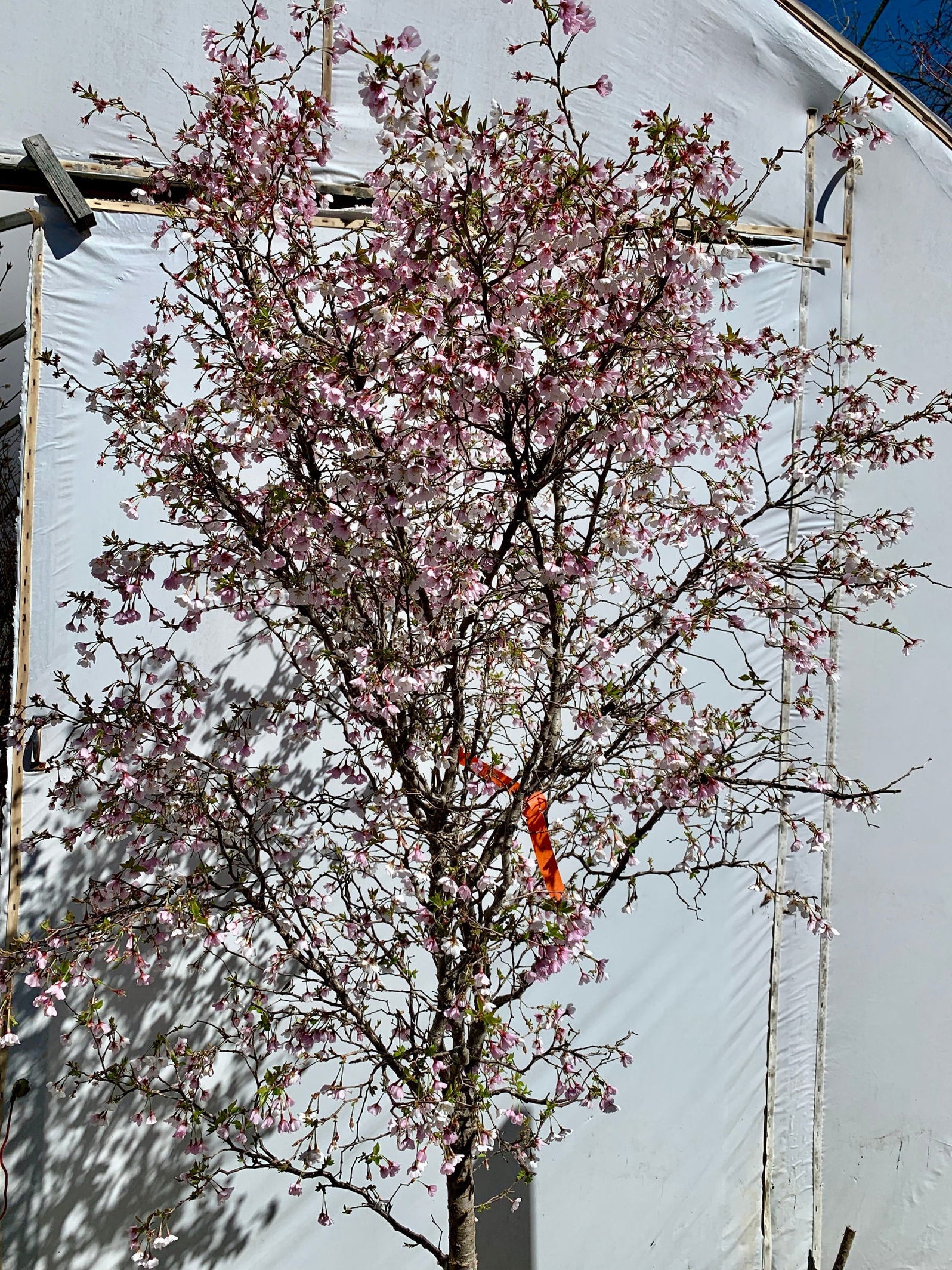 Buy Prunus incisa 'Kojo no mai' Twisting Fuji Cherry Tree — Mr Maple ...