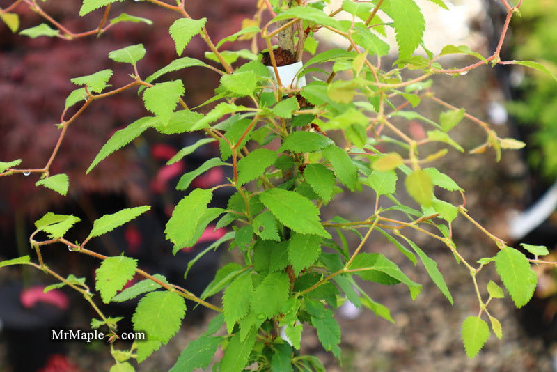 - Prunus incisa 'Kojo no mai' Twisting Fuji Cherry Tree - Mr Maple │ Buy Japanese Maple Trees