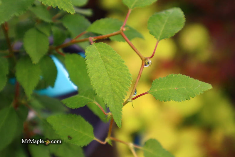 - Prunus incisa 'Kojo no mai' Twisting Fuji Cherry Tree - Mr Maple │ Buy Japanese Maple Trees