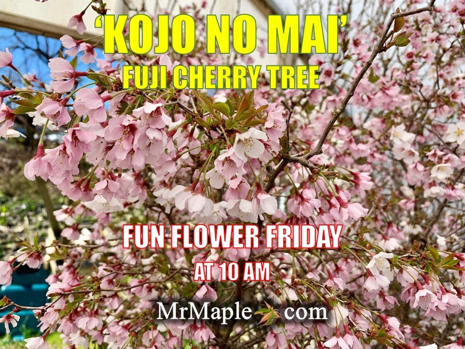 Buy Prunus incisa 'Kojo no mai' Twisting Fuji Cherry Tree — Mr