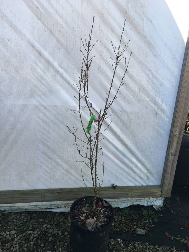 - Prunus incisa 'Rinpo' Double Flowering Dwarf Fuji Cherry Tree - Mr Maple │ Buy Japanese Maple Trees