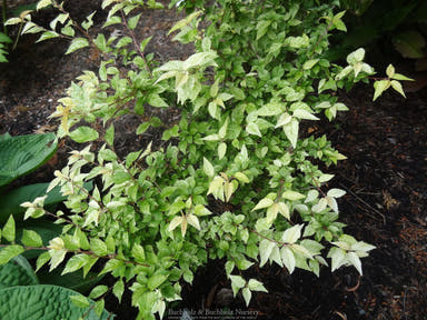 - Prunus incisa 'Variegata' Variegated Fuji Flowering Cherry Tree - Mr Maple │ Buy Japanese Maple Trees