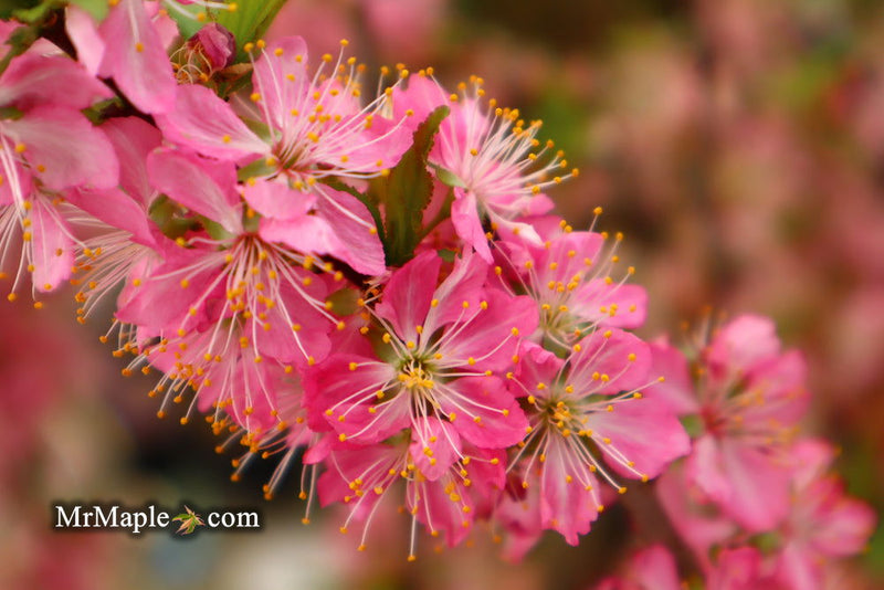 - Prunus jacquemontii Afghan Bush Cherry Tree - Mr Maple │ Buy Japanese Maple Trees