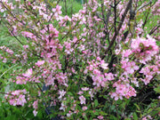 - Prunus jacquemontii Afghan Bush Cherry Tree - Mr Maple │ Buy Japanese Maple Trees