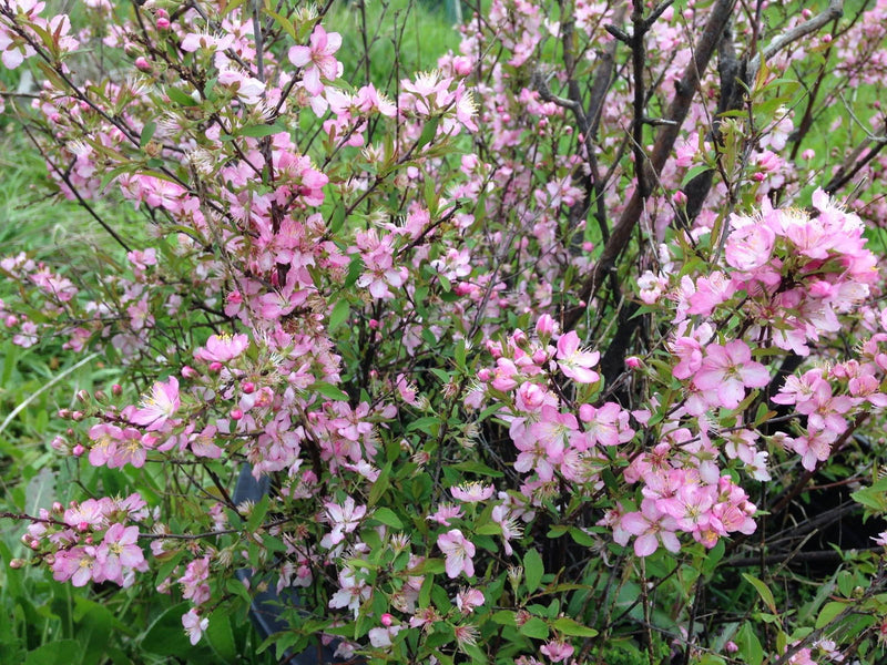 - Prunus jacquemontii Afghan Bush Cherry Tree - Mr Maple │ Buy Japanese Maple Trees