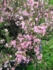 - Prunus jacquemontii Afghan Bush Cherry Tree - Mr Maple │ Buy Japanese Maple Trees