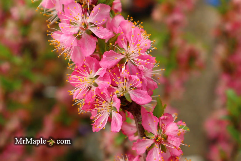 - Prunus jacquemontii Afghan Bush Cherry Tree - Mr Maple │ Buy Japanese Maple Trees