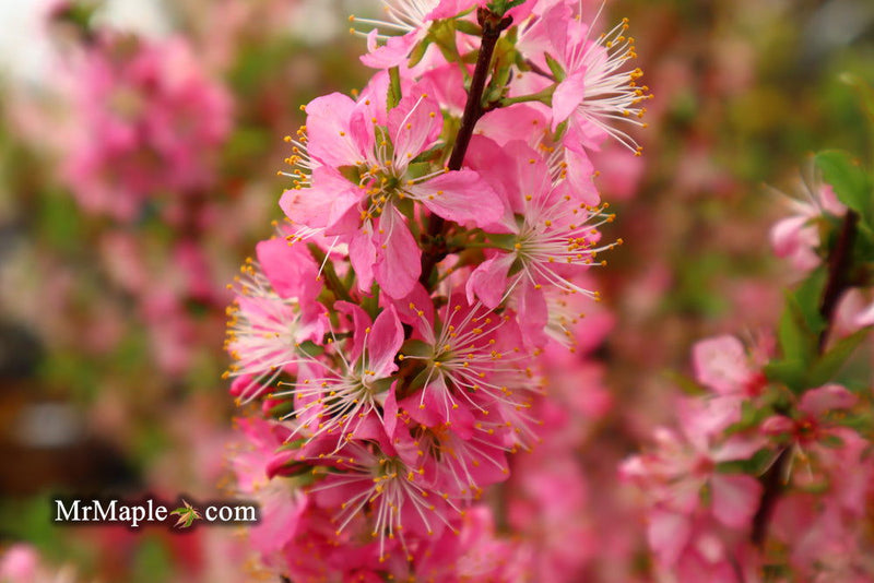 - Prunus jacquemontii Afghan Bush Cherry Tree - Mr Maple │ Buy Japanese Maple Trees
