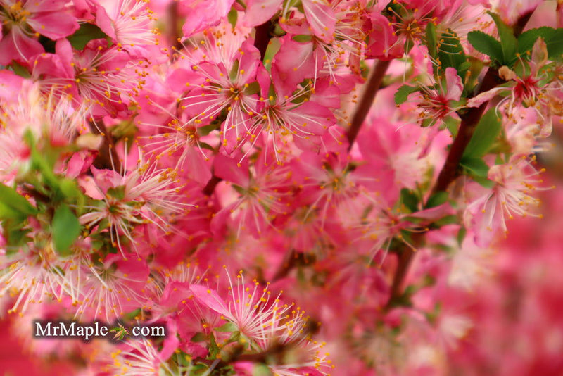 - Prunus jacquemontii Afghan Bush Cherry Tree - Mr Maple │ Buy Japanese Maple Trees