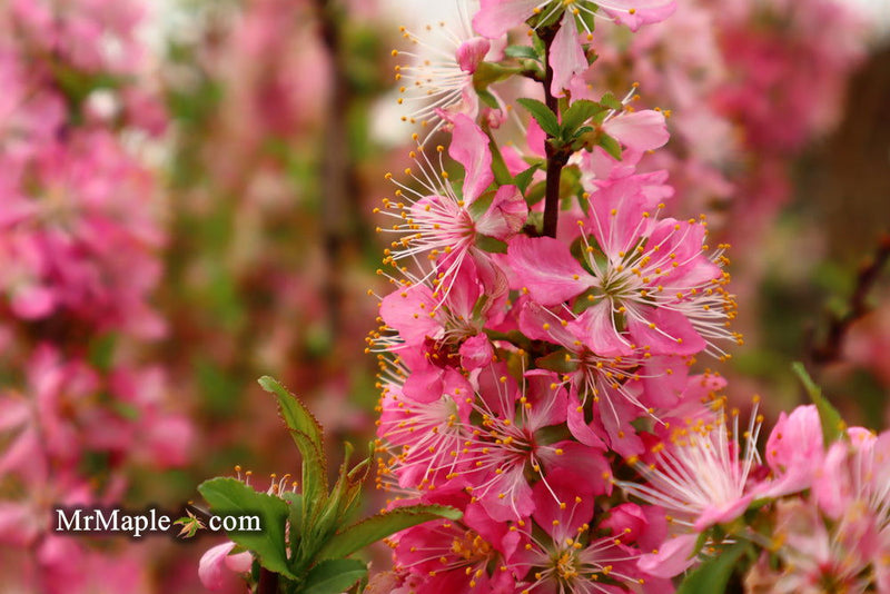 - Prunus jacquemontii Afghan Bush Cherry Tree - Mr Maple │ Buy Japanese Maple Trees