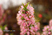 - Prunus jacquemontii Afghan Bush Cherry Tree - Mr Maple │ Buy Japanese Maple Trees