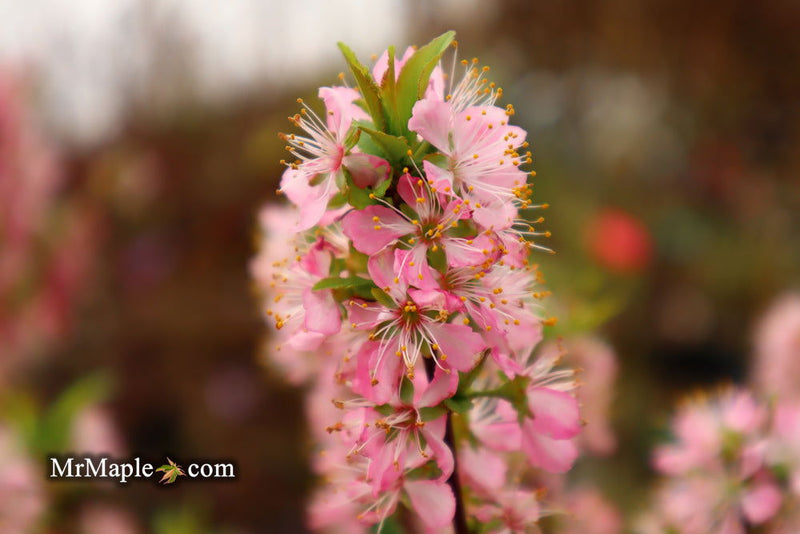 - Prunus jacquemontii Afghan Bush Cherry Tree - Mr Maple │ Buy Japanese Maple Trees