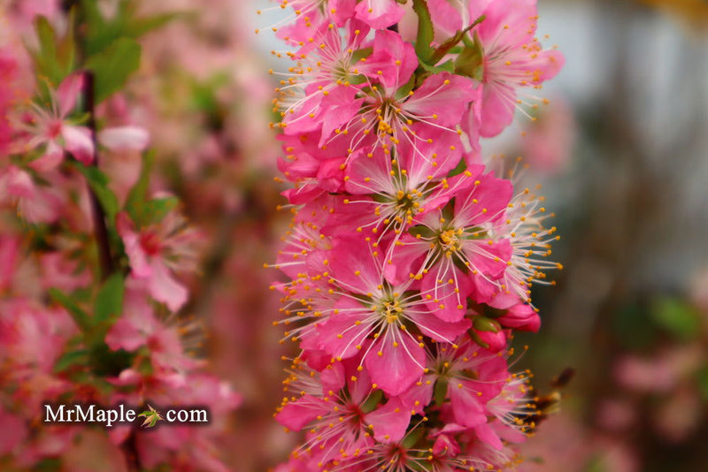 - Prunus jacquemontii Afghan Bush Cherry Tree - Mr Maple │ Buy Japanese Maple Trees