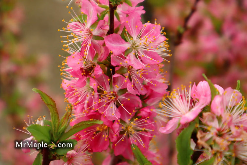 - Prunus jacquemontii Afghan Bush Cherry Tree - Mr Maple │ Buy Japanese Maple Trees