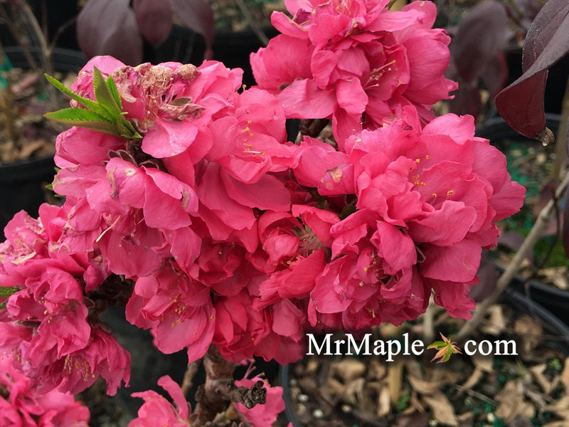- Prunus persica 'Bonanza' Dwarf Patio Peach Tree - Mr Maple │ Buy Japanese Maple Trees
