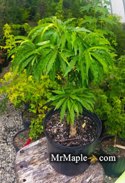 - Prunus persica 'Bonanza' Dwarf Patio Peach Tree - Mr Maple │ Buy Japanese Maple Trees