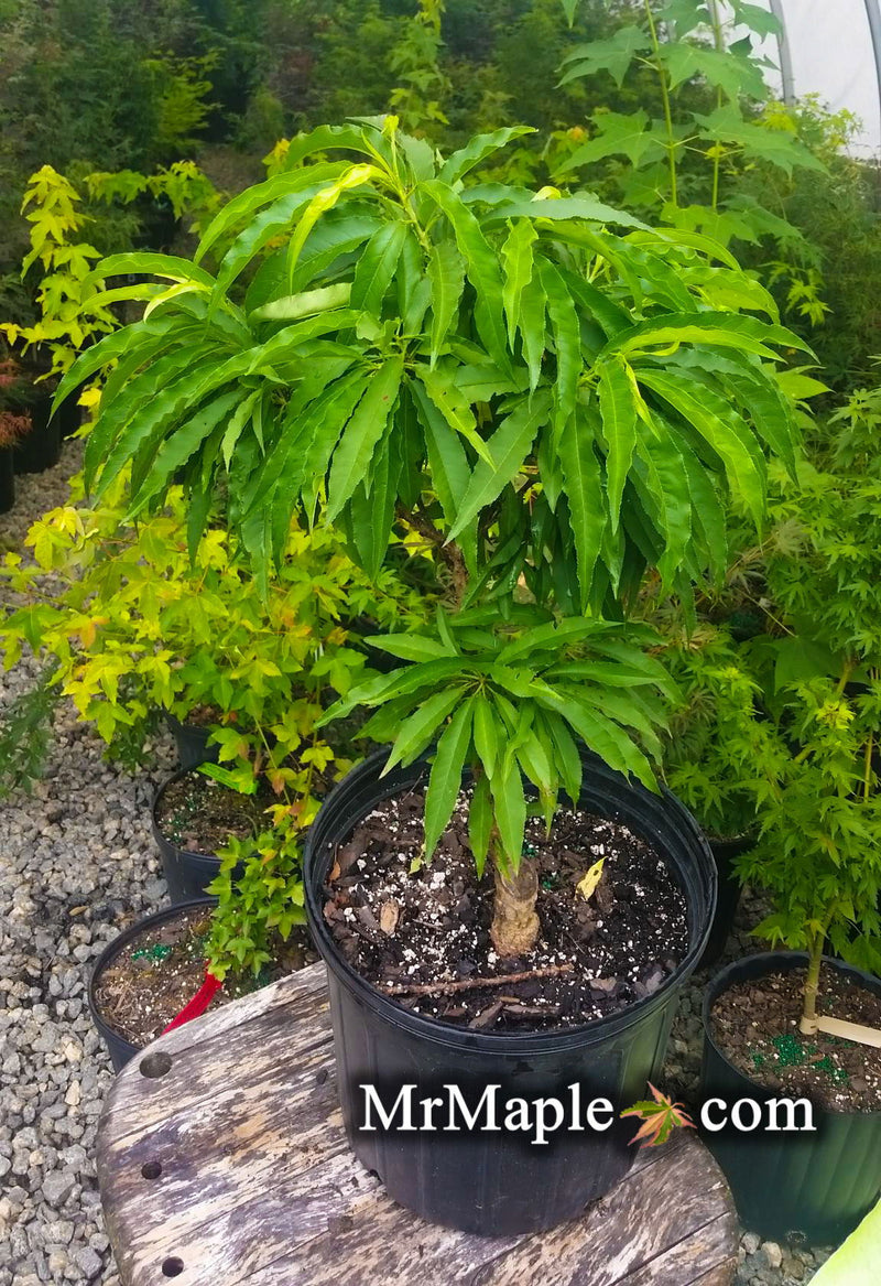 - Prunus persica 'Bonanza' Dwarf Patio Peach Tree - Mr Maple │ Buy Japanese Maple Trees