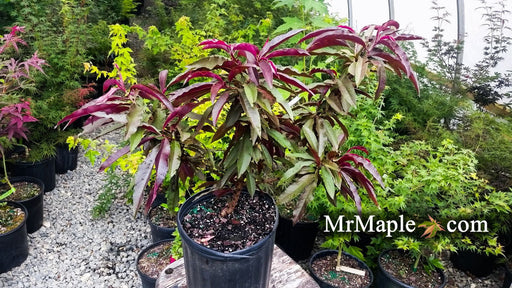 - Prunus persica 'Bonfire' Dwarf Patio Peach Tree - Mr Maple │ Buy Japanese Maple Trees