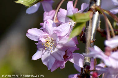 - Prunus subhirtella 'Pendula Plena Rosea' Weeping Cherry Tree - Mr Maple │ Buy Japanese Maple Trees