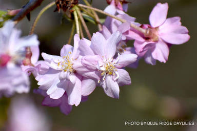 - Prunus subhirtella 'Pendula Plena Rosea' Weeping Cherry Tree - Mr Maple │ Buy Japanese Maple Trees