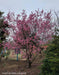 - Prunus x 'First Lady' Pink Flowering Cherry Tree - Mr Maple │ Buy Japanese Maple Trees