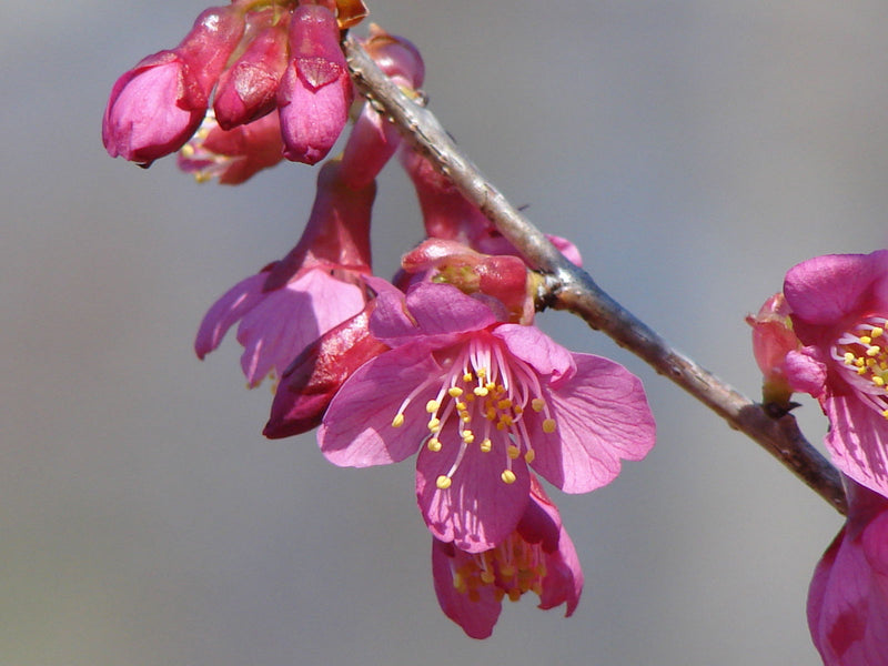 - Prunus x 'First Lady' Pink Flowering Cherry Tree - Mr Maple │ Buy Japanese Maple Trees