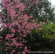 - Prunus x 'First Lady' Pink Flowering Cherry Tree - Mr Maple │ Buy Japanese Maple Trees