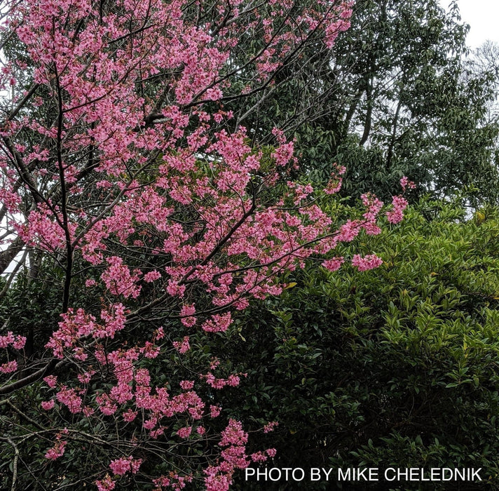 - Prunus x 'First Lady' Pink Flowering Cherry Tree - Mr Maple │ Buy Japanese Maple Trees