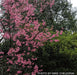 - Prunus x 'First Lady' Pink Flowering Cherry Tree - Mr Maple │ Buy Japanese Maple Trees