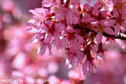 - Prunus x incam 'Okame' Pink Flowering Cherry Tree - Mr Maple │ Buy Japanese Maple Trees