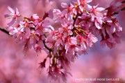 - Prunus x incam 'Okame' Pink Flowering Cherry Tree - Mr Maple │ Buy Japanese Maple Trees
