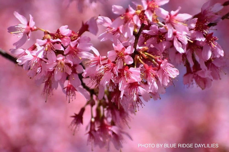 - Prunus x incam 'Okame' Pink Flowering Cherry Tree - Mr Maple │ Buy Japanese Maple Trees