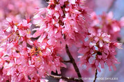 - Prunus x incam 'Okame' Pink Flowering Cherry Tree - Mr Maple │ Buy Japanese Maple Trees