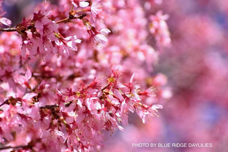 - Prunus x incam 'Okame' Pink Flowering Cherry Tree - Mr Maple │ Buy Japanese Maple Trees