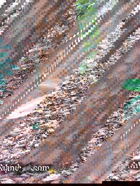 - Pseudocydonia sinensis Chinese Quince - Winter Interest- Fruit Tree - Mr Maple │ Buy Japanese Maple Trees