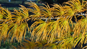 - Pseudolarix amabilis Golden Larch - Mr Maple │ Buy Japanese Maple Trees