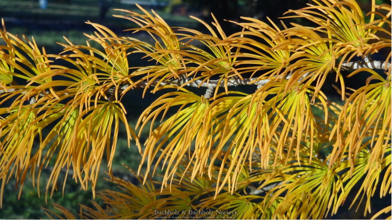 - Pseudolarix amabilis Golden Larch - Mr Maple │ Buy Japanese Maple Trees